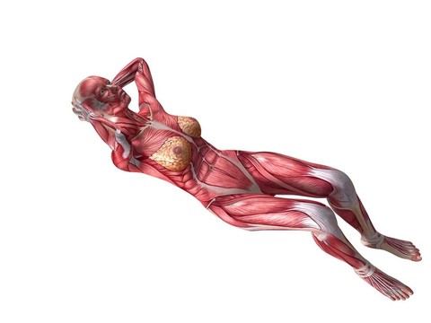 女性腹肌鍛煉