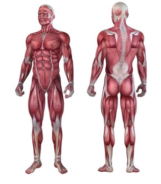 人體的肌肉系統(tǒng)