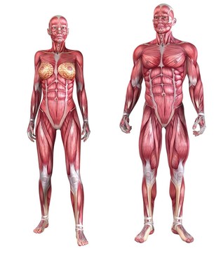 人體的肌肉系統(tǒng)