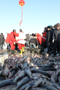 冬捕 捕魚 打凍網(wǎng) 淡水魚