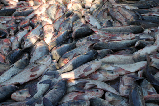 冬捕 捕魚(yú) 打凍網(wǎng) 淡水魚(yú)