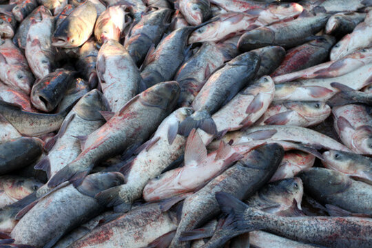 冬捕 捕魚 打凍網(wǎng) 淡水魚