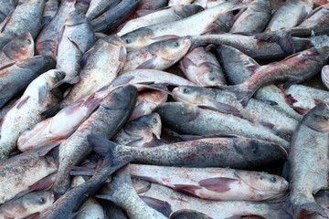 冬捕 捕魚 打凍網(wǎng)