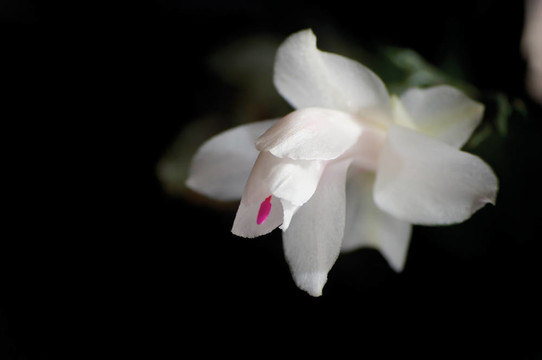 仙人掌花