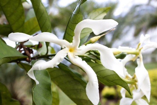 明星jasmine flower
