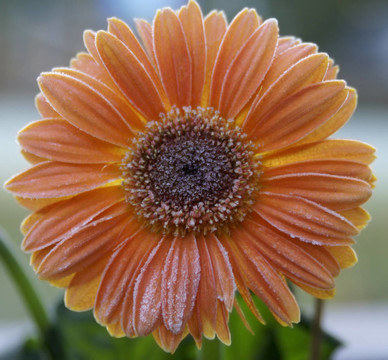 Gerbera daisy在霜