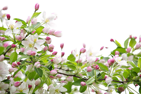 蘋果花