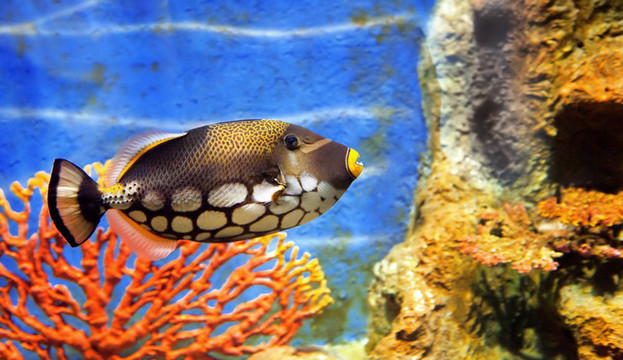 水族館中的熱帶海魚