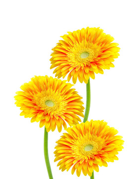 Gerber的花