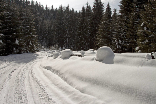 雪路在大松樹之間