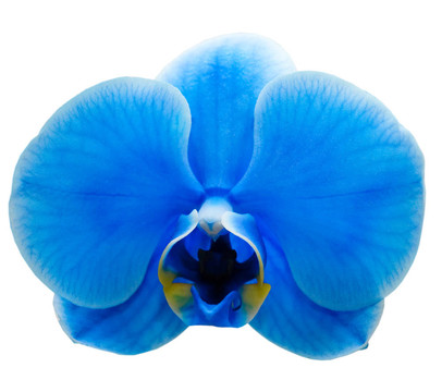 蘭花