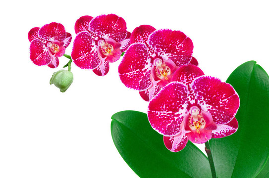 蘭花