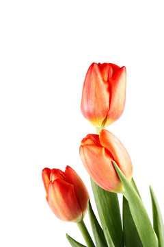 紅色郁金香花束