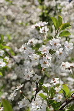 櫻花