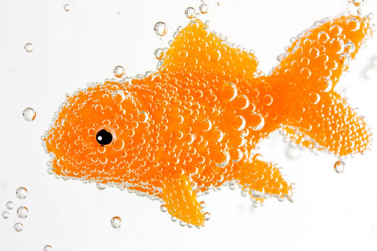 金魚水下
