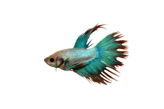小丑魚；暹羅斗魚與裁剪路徑
