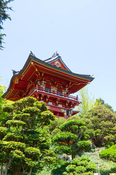 紅槐花