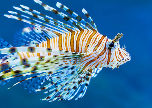 在藍(lán)水的魚