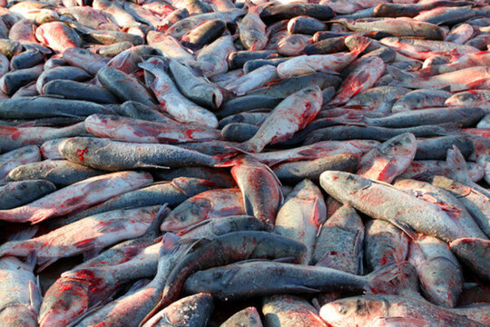 冬捕 捕魚 打凍網(wǎng) 淡水魚