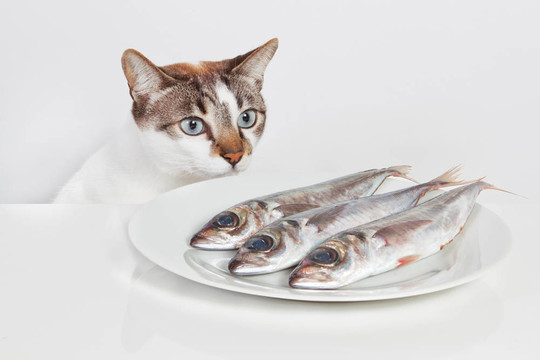 一只饑餓的貓?jiān)趶N房里看著魚(yú)。