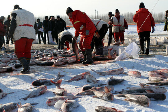 冬捕 捕魚(yú) 打凍網(wǎng)