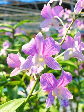 粉紅色的蘭花