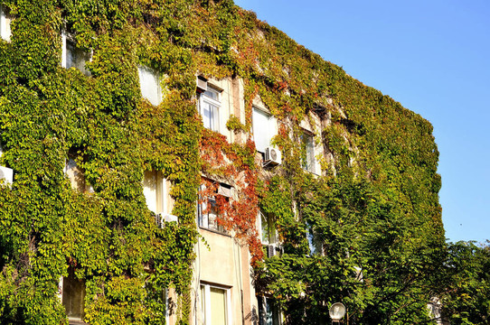 植被建設(shè)