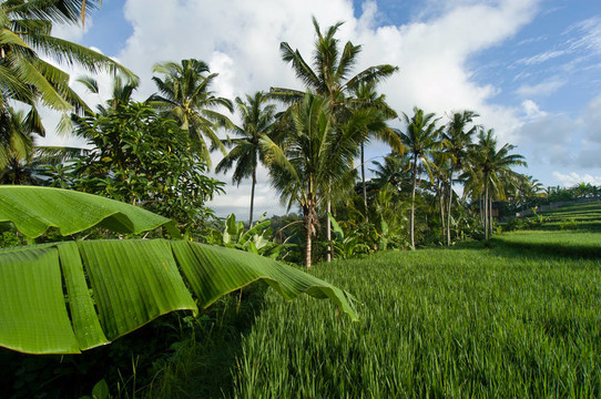 棕櫚樹的Paddy Field