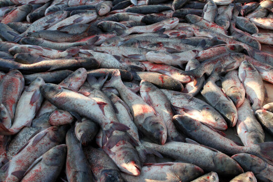 冬捕 捕魚 打凍網(wǎng)