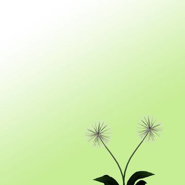 背景或質(zhì)地的蒲公英
