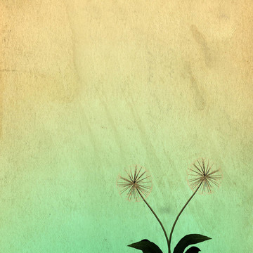 背景或質(zhì)地的蒲公英
