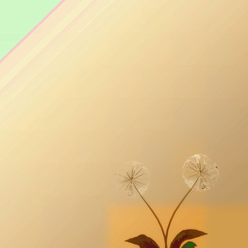 背景或質(zhì)地的蒲公英