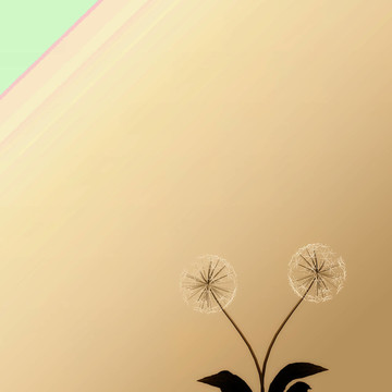 背景或質(zhì)地的蒲公英