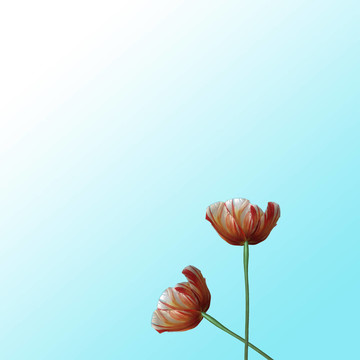 背景或質(zhì)地的蒲公英