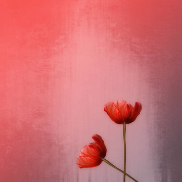 背景或質(zhì)地的蒲公英
