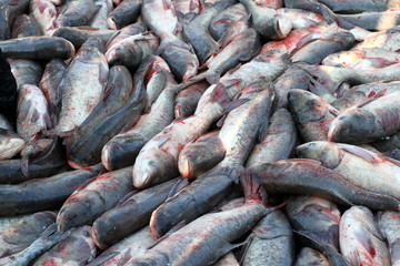 冬捕 捕魚(yú) 打凍網(wǎng)