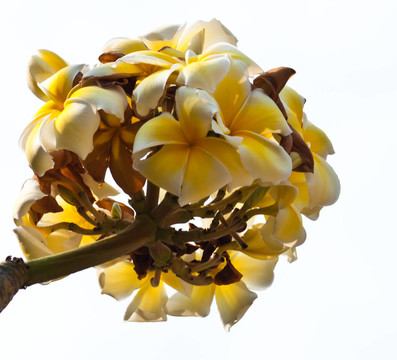 雞蛋花，雞蛋花；