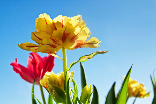 美麗的黃色郁金香花