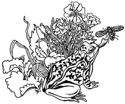青蛙