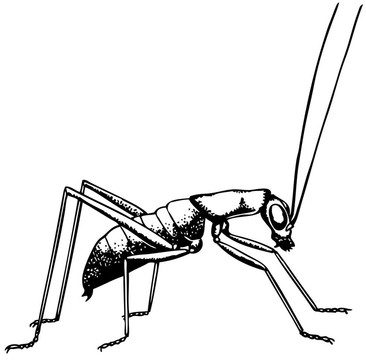 螽斯ropterinae