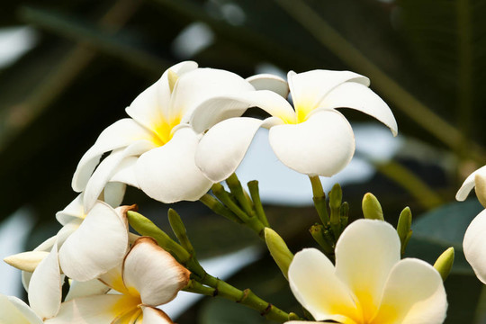 雞蛋花，雞蛋花；