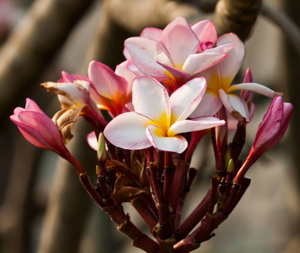 雞蛋花，雞蛋花；