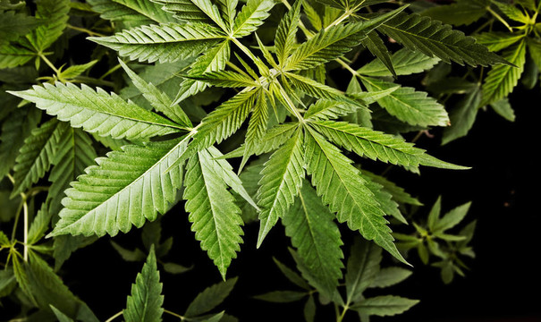 大麻植物背景