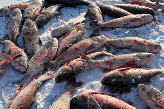 冬捕 捕魚(yú) 打凍網(wǎng) 淡水魚(yú)