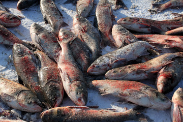 冬捕 捕魚