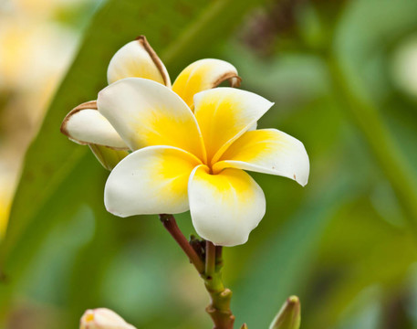 雞蛋花，雞蛋花；