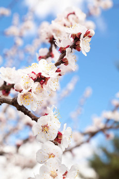 開花枝