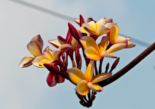雞蛋花，雞蛋花；