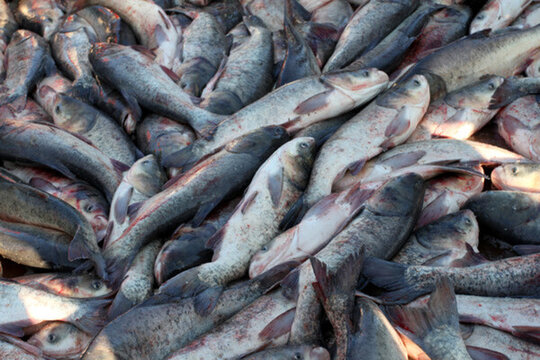 冬捕 捕魚 打凍網 淡水魚