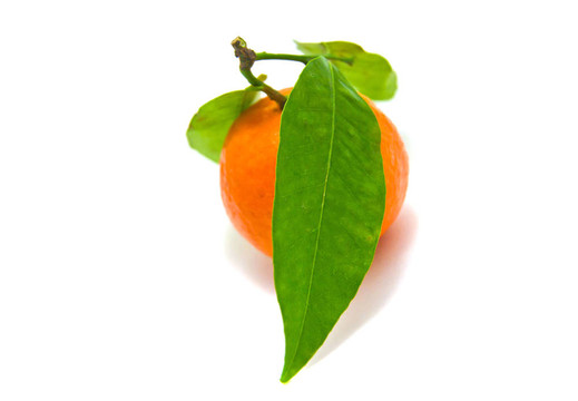 Tangerine夜店上一支白色的單